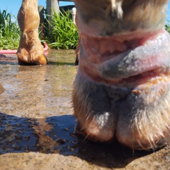 Morador de Rosana é autuado em R$ 3 mil por maltratar e ferir cavalo